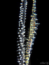 Saw Blade Shrimp with Eggs. 
Taken with Canon G9 Inon do... by Paul Ng 